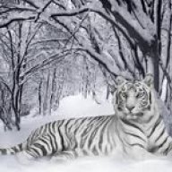 white_tigers
