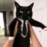 persian.cat