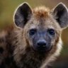 lady hyena
