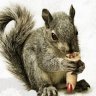 SQUIRRELL