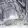 white_tigers